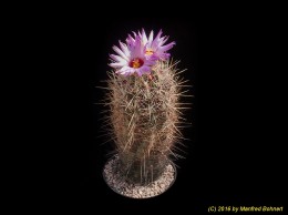 Thelocactus bicolor v. tricolor 1498